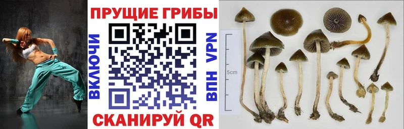 где купить наркоту  Сорочинск  Галлюциногенные грибы MAGIC MUSHROOMS 